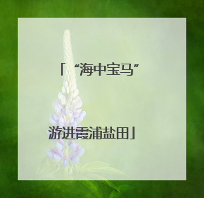 “海中宝马”游进霞浦盐田