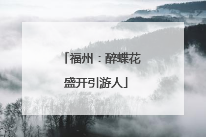 福州：醉蝶花盛开引游人