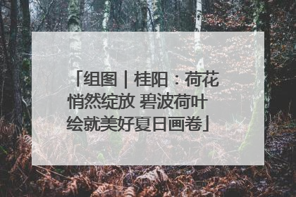 组图｜桂阳：荷花悄然绽放 碧波荷叶绘就美好夏日画卷
