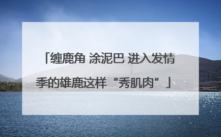 缠鹿角 涂泥巴 进入发情季的雄鹿这样“秀肌肉”