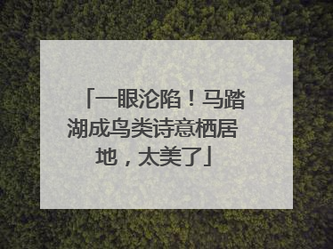 一眼沦陷！马踏湖成鸟类诗意栖居地，太美了