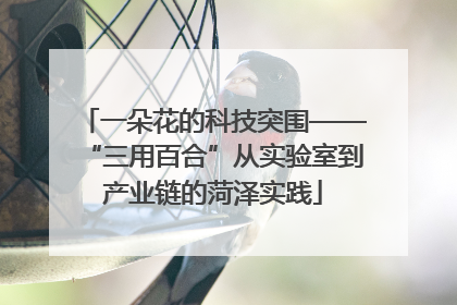 一朵花的科技突围——“三用百合”从实验室到产业链的菏泽实践