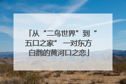 从“二鸟世界”到“五口之家” 一对东方白鹳的黄河口之恋