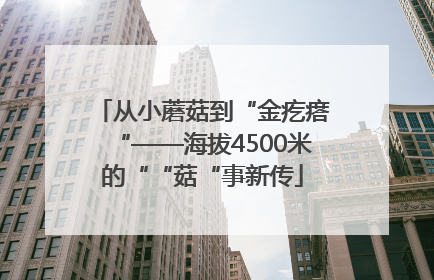 从小蘑菇到“金疙瘩“——海拔4500米的““菇“事新传