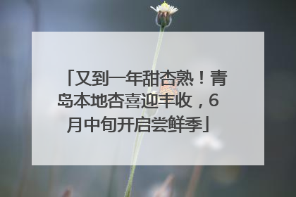 又到一年甜杏熟！青岛本地杏喜迎丰收，6月中旬开启尝鲜季