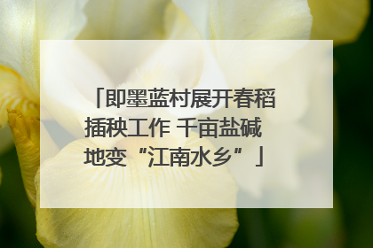 即墨蓝村展开春稻插秧工作 千亩盐碱地变“江南水乡”