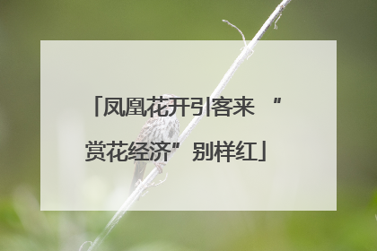 凤凰花开引客来 “赏花经济”别样红