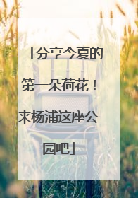分享今夏的第一朵荷花！来杨浦这座公园吧