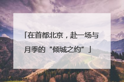 在首都北京，赴一场与月季的“倾城之约”