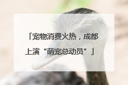 宠物消费火热，成都上演“萌宠总动员”