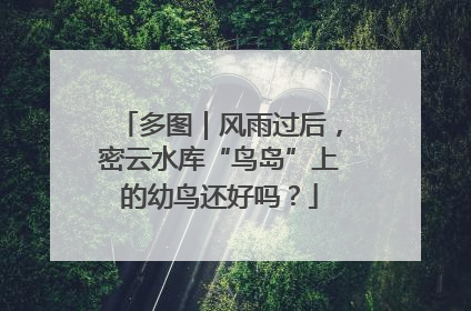 多图｜风雨过后，密云水库“鸟岛”上的幼鸟还好吗？