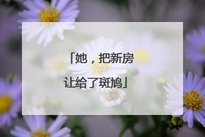 她，把新房让给了斑鸠