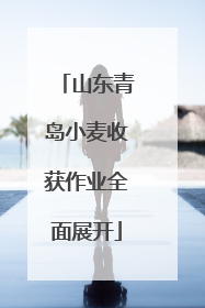 山东青岛小麦收获作业全面展开
