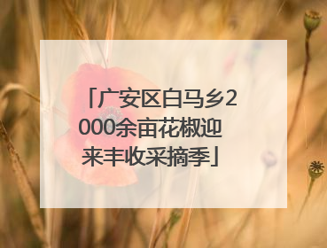 广安区白马乡2000余亩花椒迎来丰收采摘季