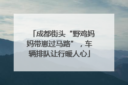 成都街头“野鸡妈妈带崽过马路”，车辆排队让行暖人心