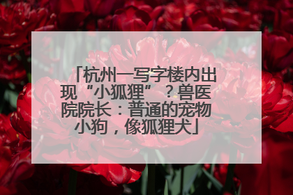 杭州一写字楼内出现“小狐狸”？兽医院院长：普通的宠物小狗，像狐狸犬