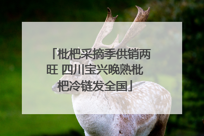 枇杷采摘季供销两旺 四川宝兴晚熟枇杷冷链发全国