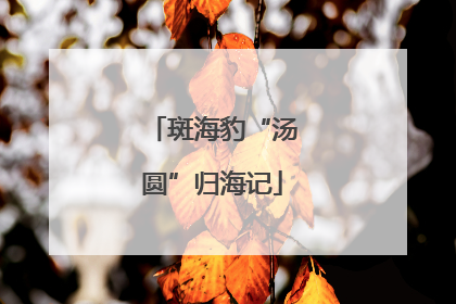 斑海豹“汤圆”归海记