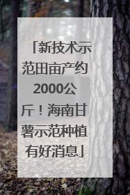 新技术示范田亩产约2000公斤！海南甘薯示范种植有好消息