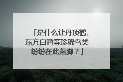 是什么让丹顶鹤、东方白鹳等珍稀鸟类纷纷在此落脚？