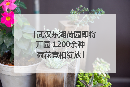 武汉东湖荷园即将开园 1200余种荷花竞相绽放
