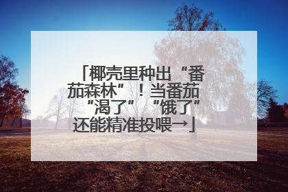 椰壳里种出“番茄森林”！当番茄“渴了”“饿了”还能精准投喂→