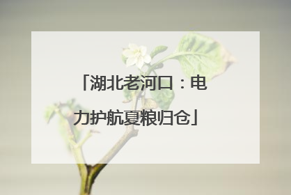 湖北老河口：电力护航夏粮归仓