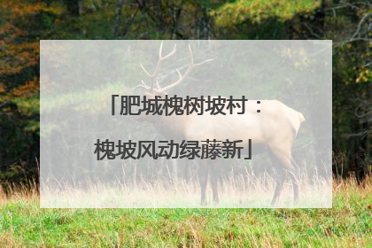 肥城槐树坡村：槐坡风动绿藤新