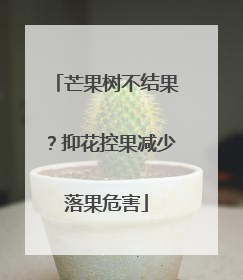 芒果树不结果？抑花控果减少落果危害