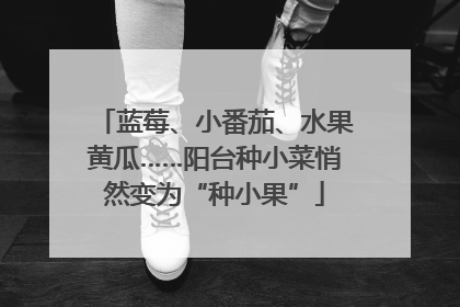 蓝莓、小番茄、水果黄瓜……阳台种小菜悄然变为“种小果”