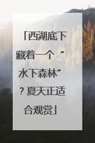 西湖底下藏着一个“水下森林”？夏天正适合观赏