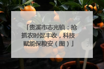 贵溪市志光镇：抢抓农时促丰收，科技赋能保粮安（图）