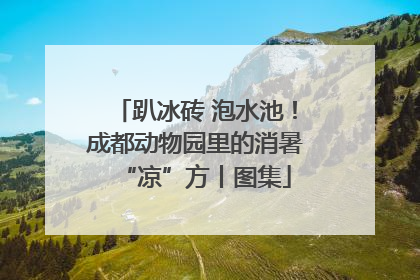 趴冰砖 泡水池！成都动物园里的消暑“凉”方丨图集