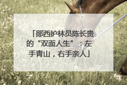 郧西护林员陈长贵的“双面人生”：左手青山，右手亲人