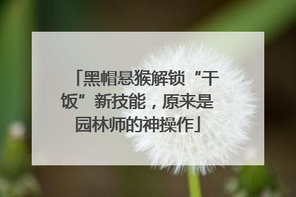 黑帽悬猴解锁“干饭”新技能，原来是园林师的神操作