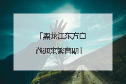 黑龙江东方白鹳迎来繁育期